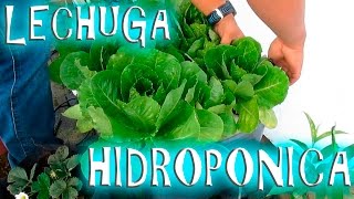 Cultivo Hidroponico de Lechuga casero fácil  México Verde [upl. by Lyns105]