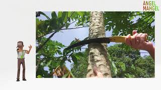 Cutting Papaya Tree [upl. by Pip]