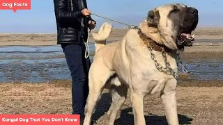 10 Facts About Kangal Dog That You Dont Know [upl. by Pitchford]