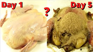 How Quickly The Maggots Eat The Chicken Time Lapse [upl. by Ical]