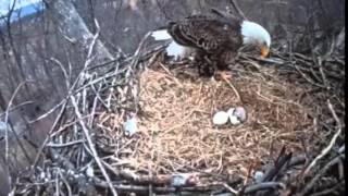 Eagle cam An eagle is born at Codorus State Park Hanover PA [upl. by Gathers920]