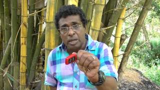 Organic Tea Farming by MrThilak Kandegama [upl. by Leor404]