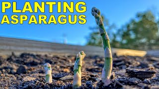 Planting ASPARAGUS From Start To Finish COMPLETE GUIDE [upl. by Ramuk467]