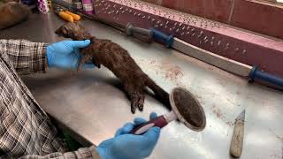 Fur Handling Series Mink Part 1  Skinning [upl. by Jorin]