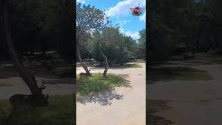 Thousand Trails Lake Medina Texas Hill Country Deer Full time Solo RVing [upl. by Georgeta]