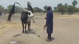 Manyang Apar Singing his traditional songs to the colourful ox [upl. by Nyllij]