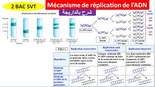 Mécanisme de réplication de lADN 2 bac svt شرح بالداريجة [upl. by Ronym451]