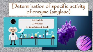 In vitro determination of specific activity of enzyme amylase [upl. by Hanway55]