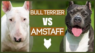 BULL TERRIER VS AMERICAN STAFFORDSHIRE BULL TERRIER [upl. by Holzman]