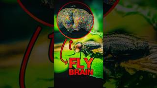 We Mapped a Flys BRAIN [upl. by Yrnehnhoj]