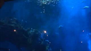 Aquarium inside Coral Reef Restaurant at Epcot [upl. by Grosmark740]