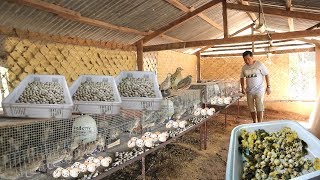 QUAIL FARMING The secret on how to produce thousands of eggs everyday [upl. by Ynnej]