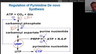 Regulation of Pyrimidine synthesis at CPS II ATCase PRPP synthetase USMLE Step 1 [upl. by Ellon]