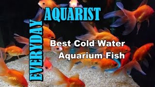 Best Cold Water amp Temperate Freshwater Aquarium Fish [upl. by Kisor]