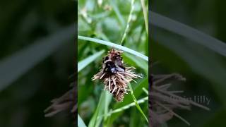 பைக்குள்ள என்ன இருக்கு🧐 Bagworm Caterpillar  பைப்புழு allwinjilly nature villagelife story [upl. by Nirtak]