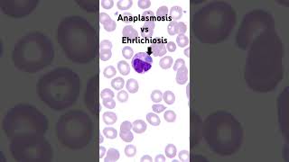 How to tell Anaplasmosis from Ehrlichiosis￼ [upl. by Anoo]