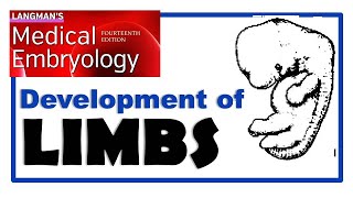 Langman Chapter12  Embryology of LIMB Development  Dr Asif Lectures [upl. by Peacock]