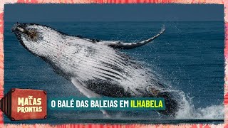 Como ver baleias em Ilhabela [upl. by Euqimod]