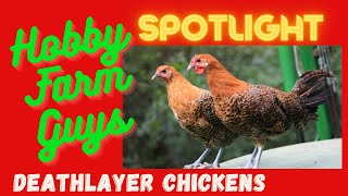 HFG Farm Animal Spotlight Deathlayer Chicken [upl. by Senzer]