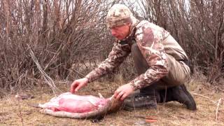 How to Skin a Beaver with Steven Rinella [upl. by Hannahoj100]