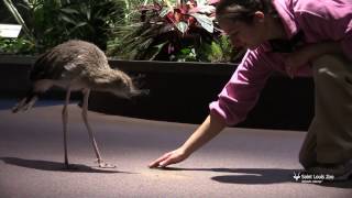 Redlegged seriema chick takes a dust bath [upl. by Alaster]