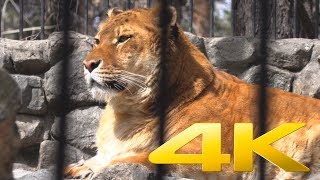 4K  Liger LionTiger Hybrid at Novosibirsk Zoo [upl. by Sherrard]