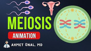 🎬 MEIOSIS ANIMATION  PHASES CELL DIVISION  MEDICAL GENETICS CELL BIOLOGY [upl. by Harlene]