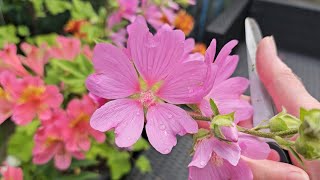 Tidying up Lavatera amp Alstroemeria after heavy rain [upl. by Harbert]