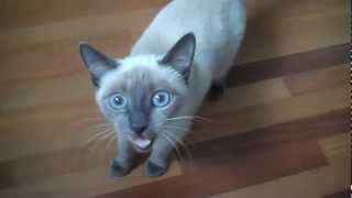 Noisy Blue Point Siamese Cat quotAikoquot [upl. by Einnaj]