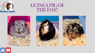 Guinea pig of the day [upl. by Lolanthe]