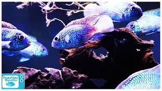 An Amazing Community Fish Electric Blue Acara Care and Breeding [upl. by Notse981]