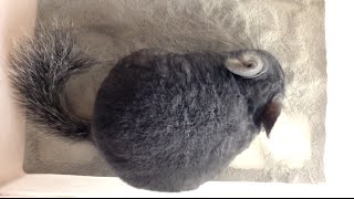 Fluffy Chinchillas Dust Bath [upl. by Giselle863]