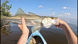 Epic snook bite Snook redfish and iguanas kayak fishing on Sanibel Island [upl. by Kcirnek665]