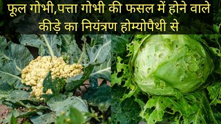 Homeopathic Management for CABBAGE MOTH गोभी के पौधों में होने वाले कीड़ों का नियंत्रण होम्योपैथी से [upl. by Ramak]