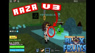 COMO CONSEGUIR RAZA V3  BLOX FRUITS [upl. by Betthezul490]