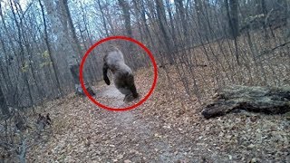 5 Terrifying BIGFOOT Sightings Caught on Camera [upl. by Onitnevuj]