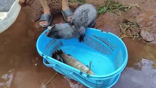 A big fish appeared in the small stream after the heavy rain Cute ferret [upl. by Qooraf598]