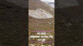 Scotland  Cairngorms National Park [upl. by Eleynad]