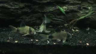 Panda Corys Corydoras panda 29 Gallon [upl. by Hooper]