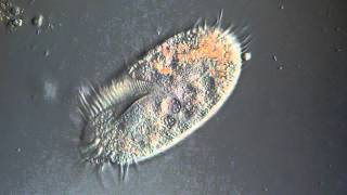 Stylonychia Ciliate [upl. by Fleeman]