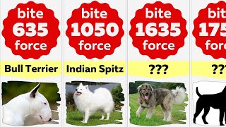 Comparison Dogs With Strongest Bite Force [upl. by Ylloj767]