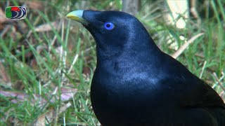 100 Sydney Birds  0810 Koel to Pardalote Night Birds Kookaburra Bowerbirds [upl. by Eitteb]