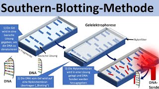 Southern Blotting  SouthernBlotMethode Biologie Genetik Oberstufe [upl. by Akemehs]