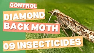 Diamondback Moth Control Effective Methods amp Latest Insecticides [upl. by Einnek257]