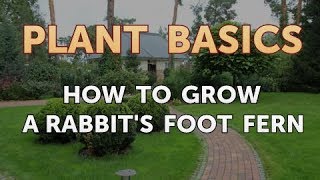 How to Grow a Rabbits Foot Fern [upl. by Iv705]