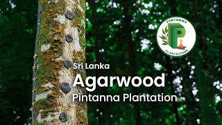 Agarwood in Sri Lanka  Pintanna Plantations 1080p [upl. by Mcclees424]