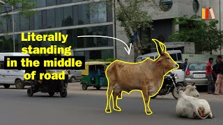 Why Are There So Many Cows In India No Ads [upl. by Dunkin887]