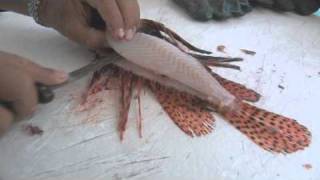 Filleting a Lionfish [upl. by Catlin542]