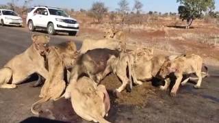 Massive lion pride kills buffalo on Kruger National Park road [upl. by Gittle]