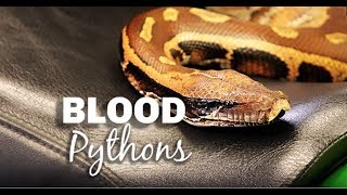 Blood Python Care and Maintenance [upl. by Jonny]